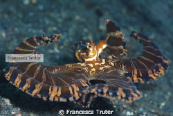We found this Wonderpuss in the last minute of the dive..... by Francesca Truter 